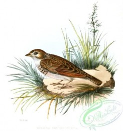 best_birds-00210 - Mirafra Erythroptera Jerdon [1904x2016]