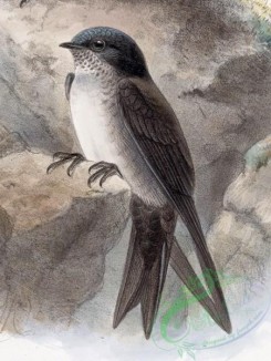 best_birds-00232 - Notiochelidon pileata 1902 [1408x1872]