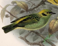 best_birds-00323 - Tangara florida 1902 [1874x1493]
