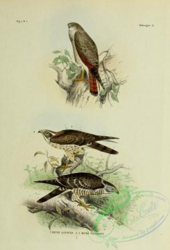 bird_atlas-00051 - buteo liventer, buteo poliogenys