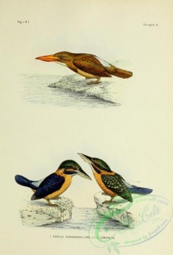 bird_atlas-00054 - dacelo coromandeliana, Rufous-collared Kingfisher