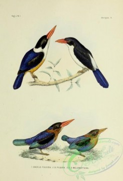 bird_atlas-00058 - dacelo fulgida, dacelo pileata, dacelo melanoptera
