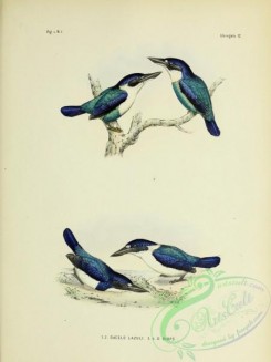 bird_atlas-00059 - dacelo lazuli, dacelo diops