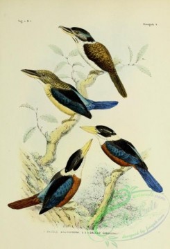 bird_atlas-00060 - dacelo macrorhina, dacelo gaudichaudii