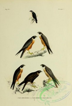 bird_atlas-00065 - falco coerulescens, Oriental Hobby, falco frontatus