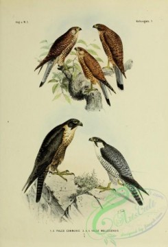bird_atlas-00066 - falco communis, Spotted Kestrel
