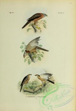 bird_atlas-00071 - nisus cruentus, nisus sulaensis