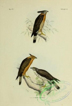 bird_atlas-00080 - pernis cristatus