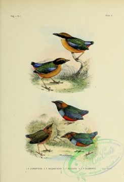 bird_atlas-00085 - pittacyanoptera, Mangrove Pitta, pitta macklotii, Sulawesi Pitta