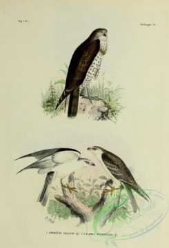 bird_atlas-00086 - Short-toed Snake-Eagle, elanus intermedius