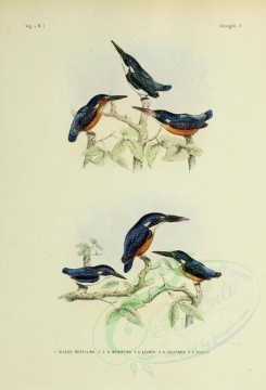 birds-01212 - alcedo beryllina, Blue-eared Kingfisher, Azure Kingfisher, alcedo solitaria, Little Kingfisher [2571x3780]