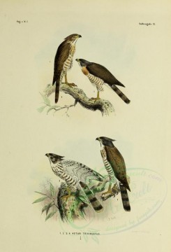 birds-01214 - astur trivirgatus [2571x3780]