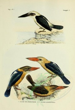 birds-01218 - Black-billed Kingfisher, Grey-headed Kingfisher [2571x3780]