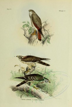 birds-01221 - buteo liventer, buteo poliogenys [2571x3780]