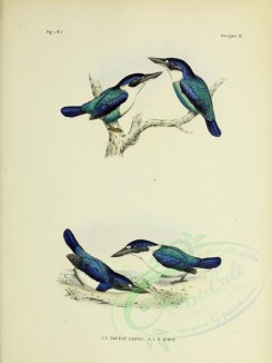 birds-01229 - dacelo lazuli, dacelo diops [2924x3891]