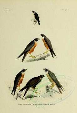 birds-01235 - falco coerulescens, Oriental Hobby, falco frontatus [2571x3780]