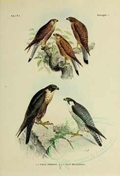 birds-01236 - falco communis, Spotted Kestrel [2571x3780]