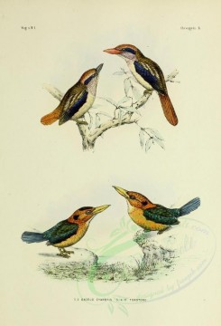 birds-01238 - Lilac-cheeked Kingfisher, dacelo torotoro [2571x3780]