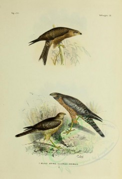 birds-01239 - milvus affinis, Spotted Harrier [2571x3780]