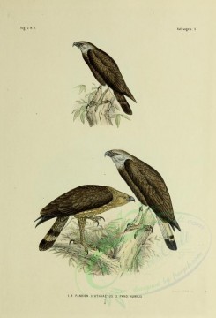 birds-01248 - pandion ichthyaetus, pandion humilis [2571x3780]