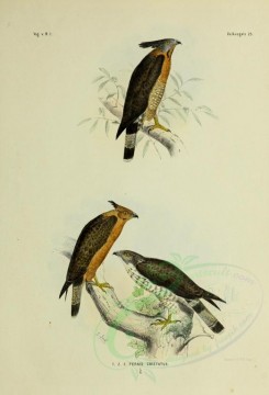 birds-01249 - pernis cristatus [2571x3780]