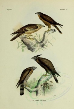 birds-01250 - pernis cristatus, 2 [2571x3780]
