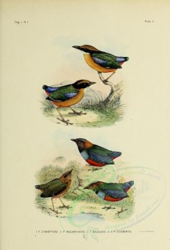 birds-01253 - pittacyanoptera, Mangrove Pitta, pitta macklotii, Sulawesi Pitta [2571x3780]