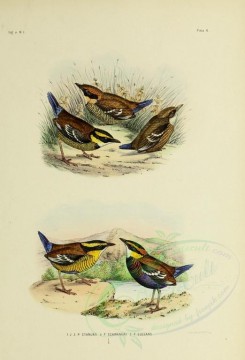 birds-01254 - pitta cyanura, Bornean Banded Pitta, Elegant or Two-striped Pitta [2571x3780]