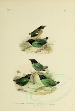 birds-01255 - pitta melanocephala, pitta atricapilla, pitta novae guineae, pitta bangkana [2571x3780]