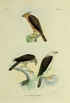 birds-01257 - spizaetus cirratus [2571x3780]