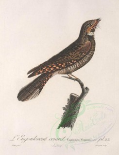 birds-01479 - caprimulgus virginianus [3055x3968]