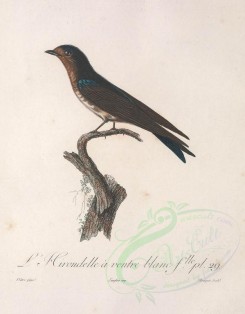 birds-01481 - Caribbean Martin, 2 [3053x3913]