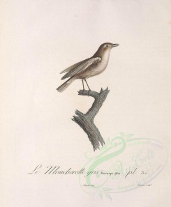 birds-01488 - Eastern, Western or Cape Warbling-Vireo [3326x4028]