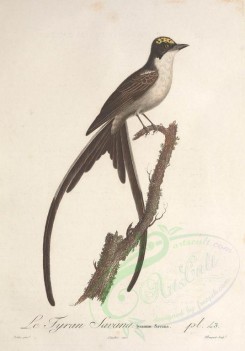 birds-01489 - Fork-tailed Flycatcher [3261x4664]