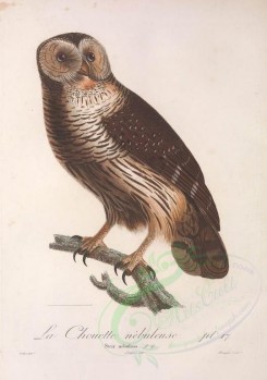birds-01490 - Great Grey Owl [3408x4853]