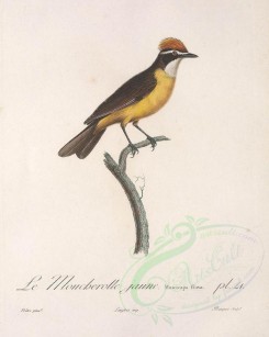 birds-01502 - muscicapa flava [3058x3829]