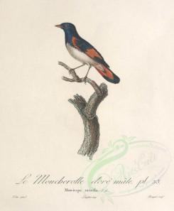 birds-01504 - muscicapa ruticilla [2831x3430]