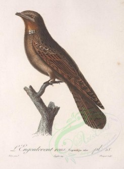birds-01507 - Rufous or St Lucia Nightjar [2904x3953]