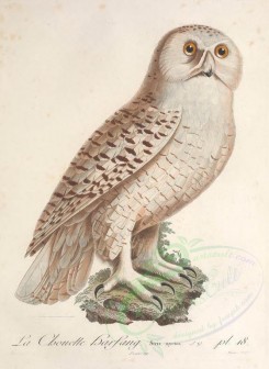 birds-01509 - Snowy Owl [3281x4495]