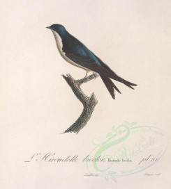 birds-01516 - Tree Swallow [3018x3354]