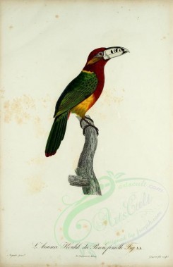 birds-02228 - aracari, 2 [2050x3174]
