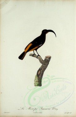 birds-02234 - Bee-eater, 2 [2050x3174]