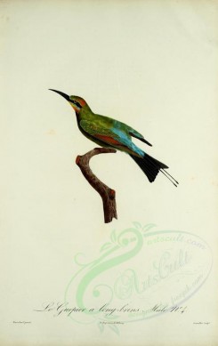 birds-02235 - Bee-eater, 4 [2003x3174]