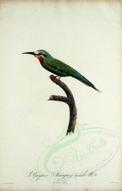birds-02237 - Bee-eater, 6 [2014x3153]