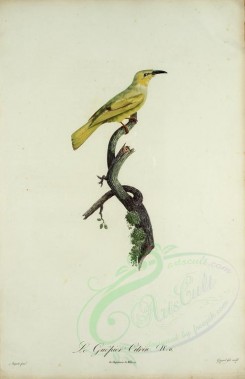 birds-02243 - Bee-eater, 12 [2040x3154]