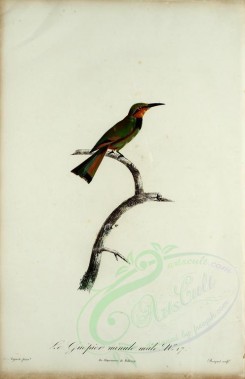 birds-02249 - Bee-eater, 18 [2050x3174]