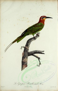 birds-02251 - Bee-eater, 20 [2050x3174]