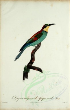 birds-02255 - Common bee-eater [2018x3164]