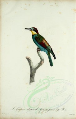 birds-02256 - Common bee-eater, 2 [2029x3164]