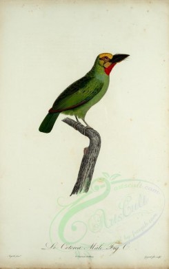 birds-02257 - cotorea (Fr) [2020x3222]